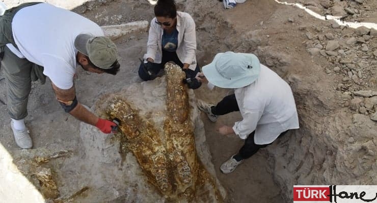 Kayseri’de 7,7 milyon yıllık üç fil kafatası bulundu