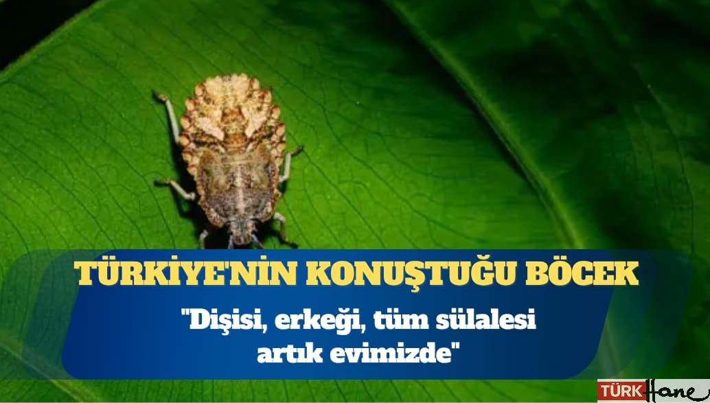 Türkiye’nin konuştuğu kahverengi kokarca böceği: Kapı pencere açmak bile artık zulüm