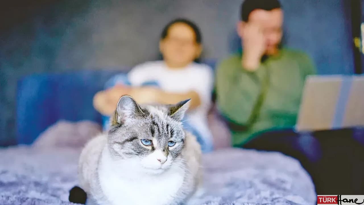 Kediye nafaka kararı: Emsal bir protokol