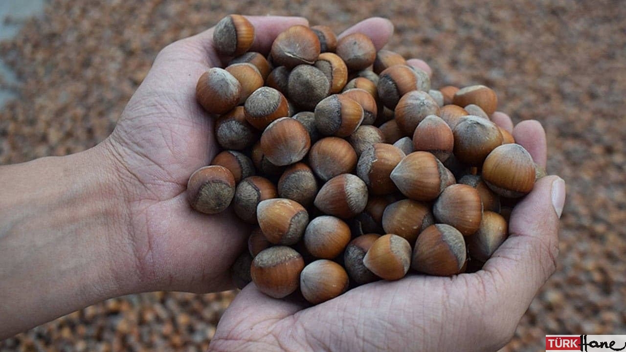 Nutella’nın üreticisi, Türkiye’den fındık alımını durdurdu