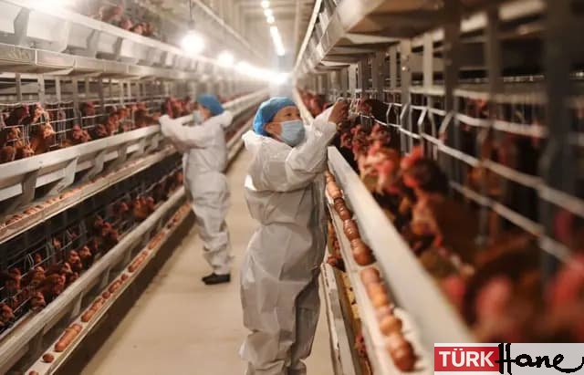 Kuş gribi görülen hayvanlar canlı canlı gömüldü