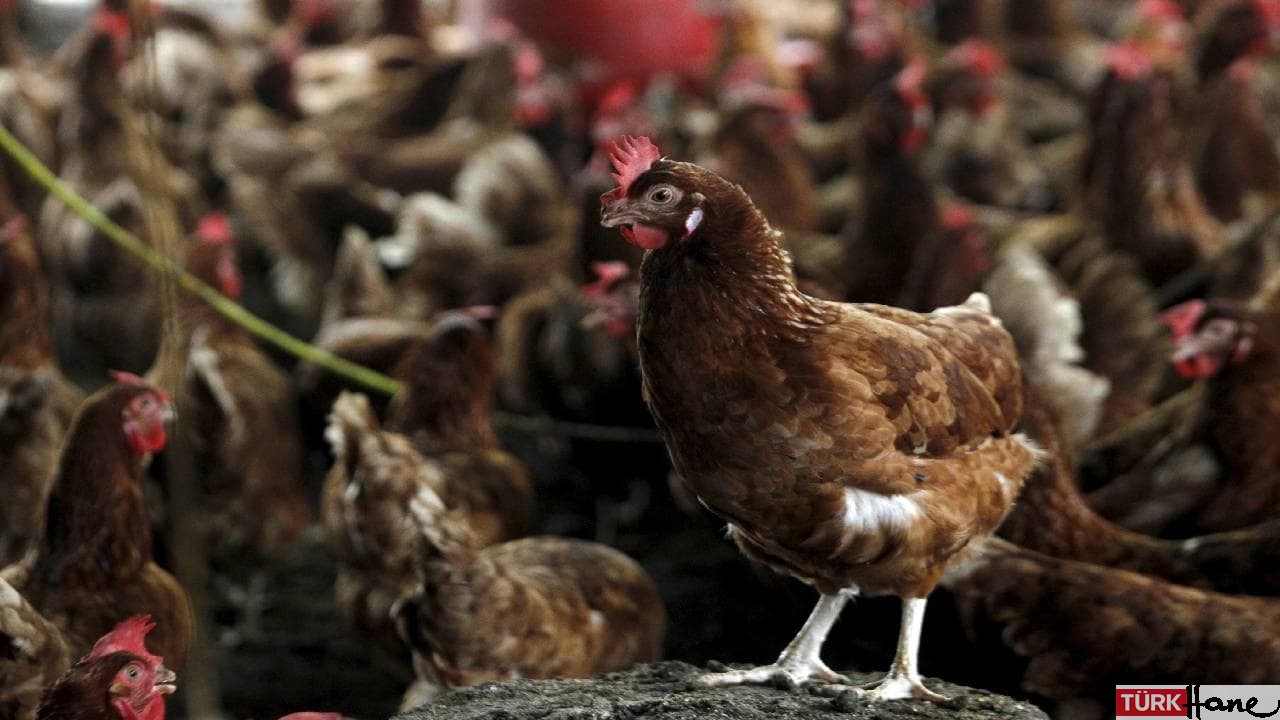 Aydın kuş gribi nedeniyle teyakkuzda