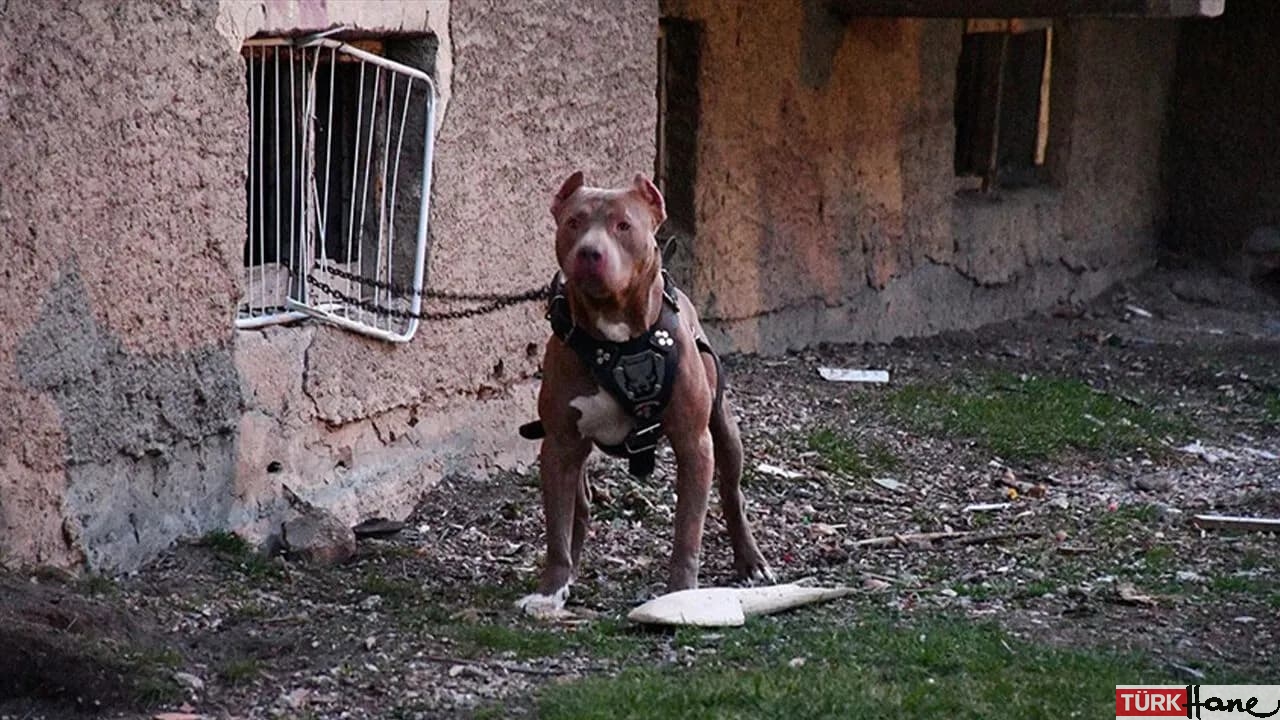 Pitbull’u iki çocuğu yaralayan kadın tutuklandı
