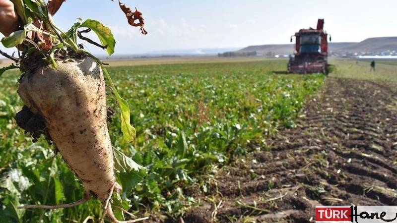 Şeker Fabrikaları’nın zararı rekor kırdı: Bir yılda yüzde 250 arttı