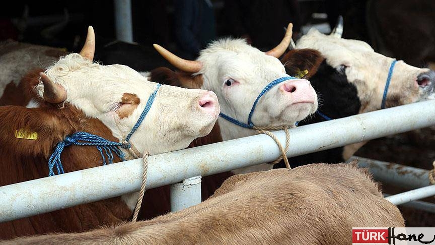 İbre ihracattan ithalata döndü: Son 15 yılda 7,6 milyon baş hayvan ithal edildi
