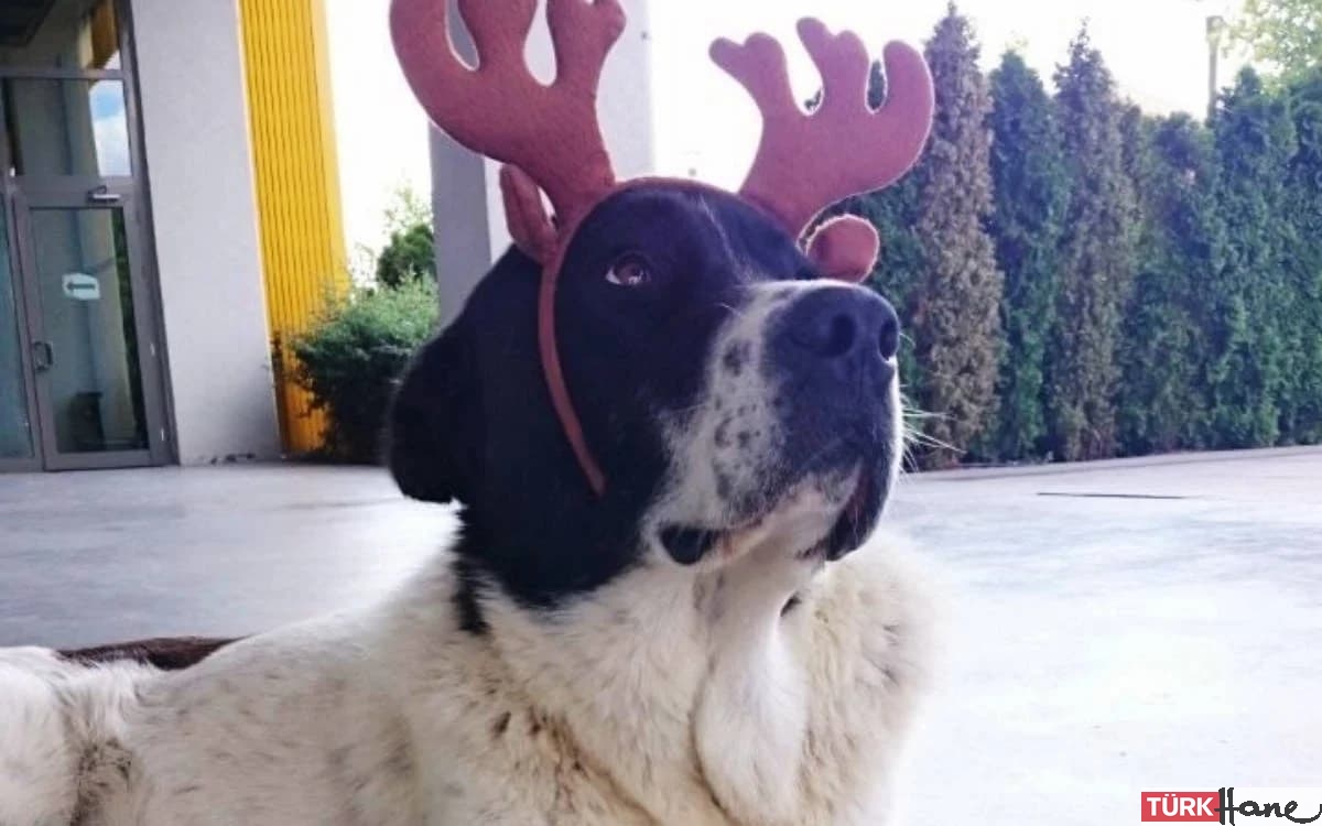 ‘Matmazel’in darp sonucu öldüğü ortaya çıktı