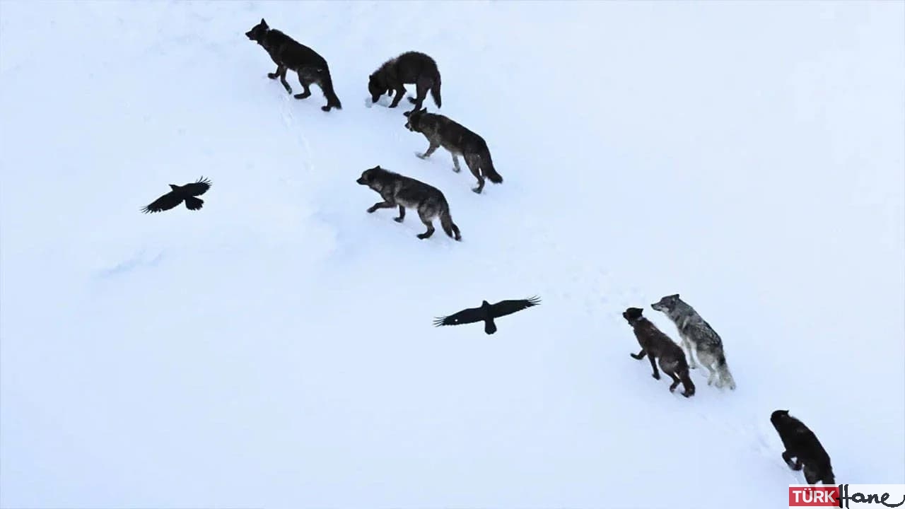 Kuzgunlar kurtları neden takip eder?