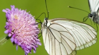 100 yıl önce soyu tükendiği sanılan kelebek, yeniden ortaya çıktı