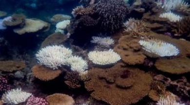 Okyanuslarda korkutan görüntüler... Mercanlar ağardı