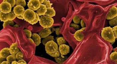 İnsan kanıyla beslenen 'vampir bakteri' keşfedildi