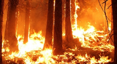 Yunanistan'da orman yangını alarmı